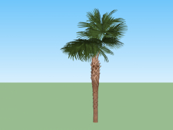 Palm tree