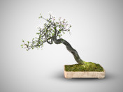 Albero bonsai giapponese