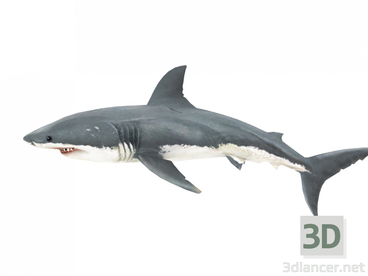 modèle 3D Requin - preview