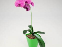 Phalaenopsis Orchid