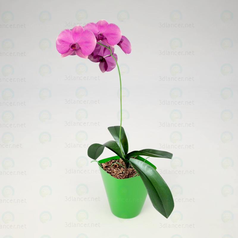 Orquídea Phalaenopsis 3D modelo Compro - render