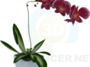 Orchidee