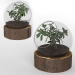 Bonsai Plant-01 3D modelo Compro - render