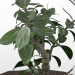 Bonsai-Pflanze-01 3D-Modell kaufen - Rendern