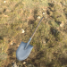 3d Bayonet shovel (Shovel) model buy - render