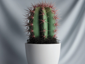 Cactus