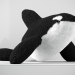 3d Killer whale soft toy from Wild republic model buy - render